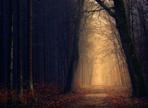 Den ultimata guiden till bättre skogsfotograferingsbilder 