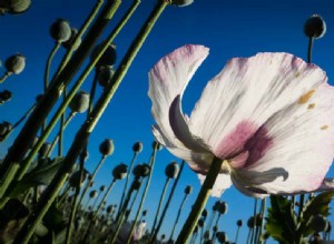 5 rapidi consigli fotografici estivi per immagini più audaci e luminose
