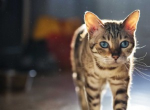 Il controluce in fotografia:come fotografare gli animali in controluce