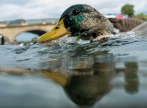 8 fotografických technik, které můžete provádět s jakýmkoli fotoaparátem