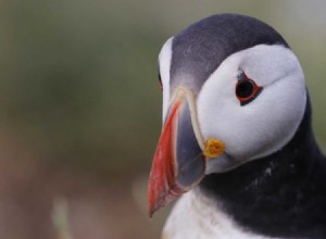 Le migliori impostazioni per la fotografia di uccelli