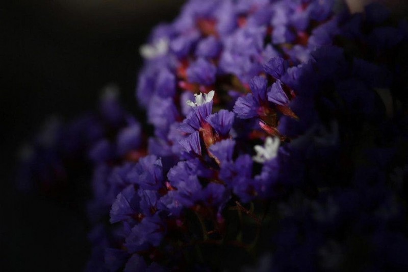 Buitenfotografie beheersen met draagbare studiolampen:een complete gids 