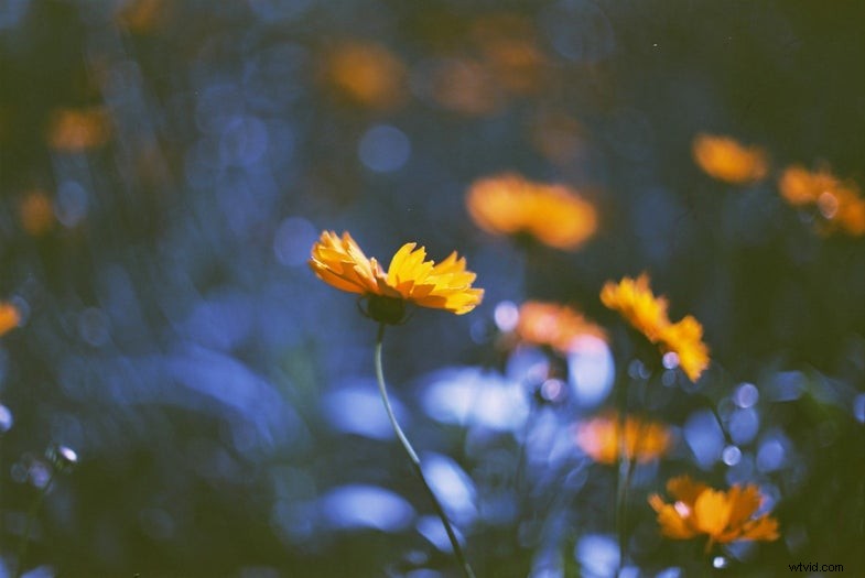 Lomography Kono! Dona 35 mm-film:een unieke ISO 6-optie voor filmfotografie