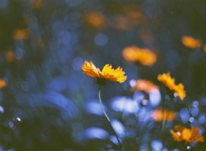 Lomography Kono! Dona 35 mm-film:een unieke ISO 6-optie voor filmfotografie 