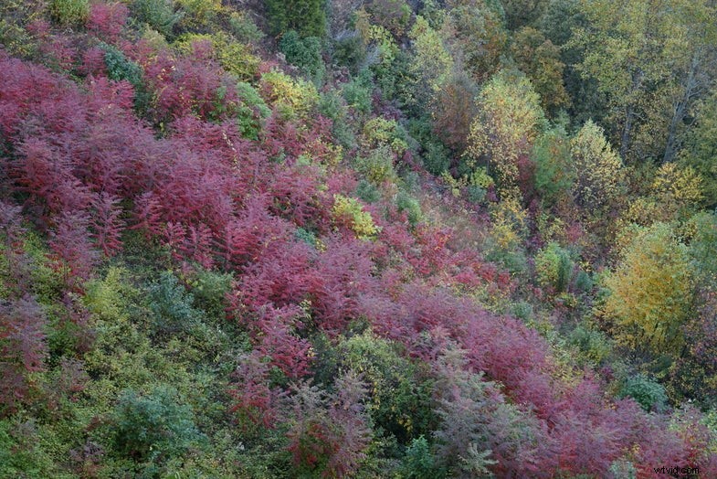 Sony Alpha 7R Review:eerste indrukken van de 36 MP full-frame camera 