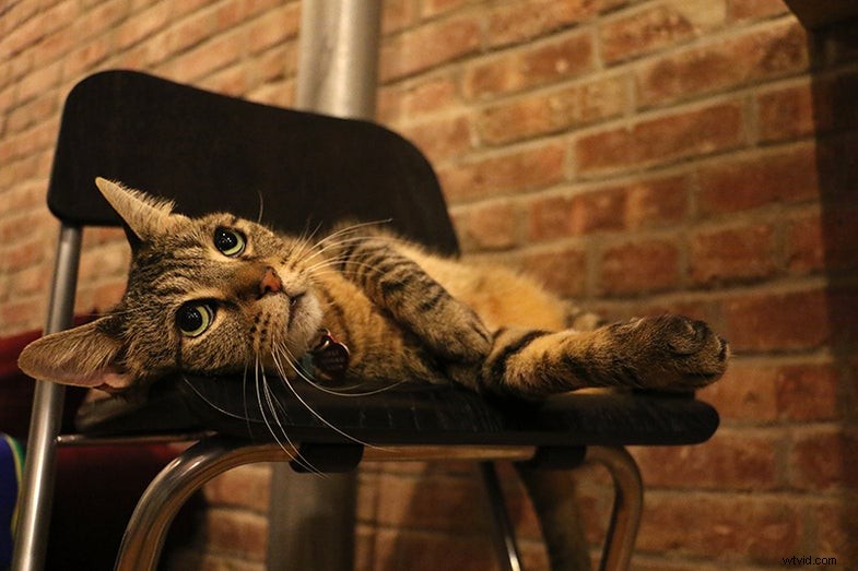 Canon 7D Mark II Review:eerste indrukken en pre-productietesten 