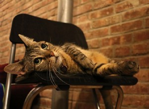 Canon 7D Mark II Review:eerste indrukken en pre-productietesten 