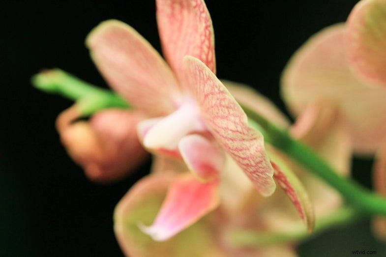 Tamron 90 mm f/2.8 VC USD Macrolensoverzicht en voorbeeldafbeeldingen 