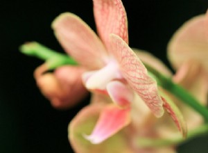 Tamron 90 mm f/2.8 VC USD Macrolensoverzicht en voorbeeldafbeeldingen 