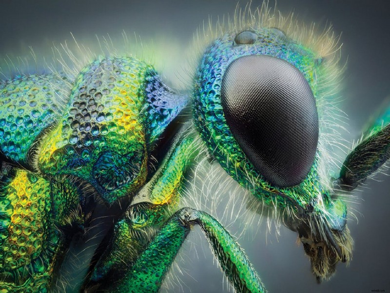 Insectenfotografie beheersen:tips en technieken van experts