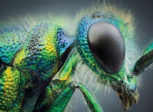 Mastering Insect Photography: Expert Tips & Techniques