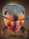 Insectenfotografie beheersen:tips en technieken van experts 