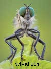 Insectenfotografie beheersen:tips en technieken van experts 
