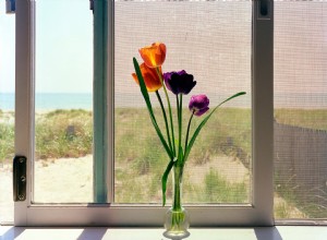 Mindful Photography: Insights from Renowned Photographer David Ulrich