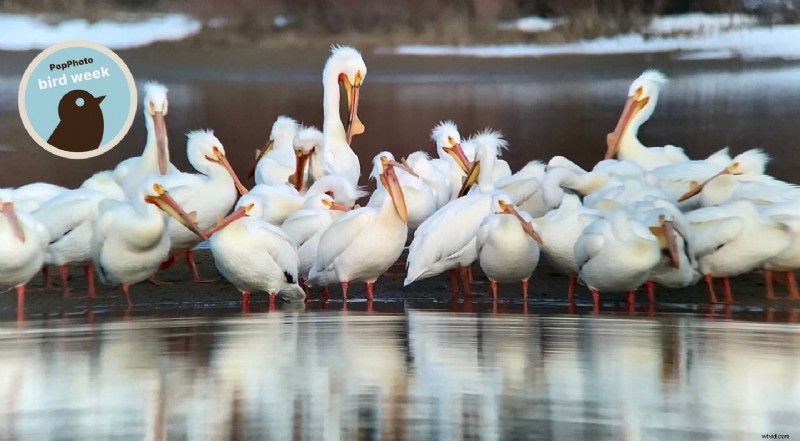 Vogelfotografie met een smartphone:een beginnershandleiding (geen dure uitrusting nodig) 