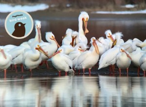 Smartphone Bird Photography: A Beginner s Guide (No Expensive Gear Needed)