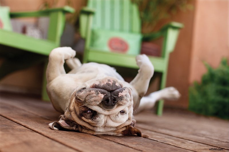 Tips voor hondenfotografie:maak prachtige hondenportretten | Dierenfotografie 