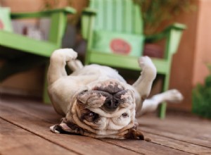 Dog Photography Tips: Capture Stunning Canine Portraits | Pet Photography