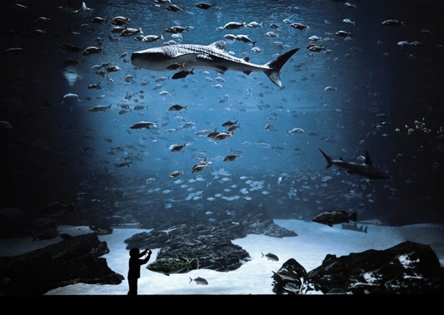 Capturando la belleza submarina:consejos fotográficos para acuarios 