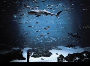 Capturando la belleza submarina:consejos fotográficos para acuarios 