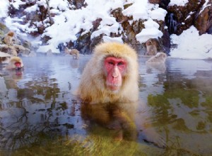 Fotografía de vida silvestre invernal en Japón:captura de monos de nieve y más 