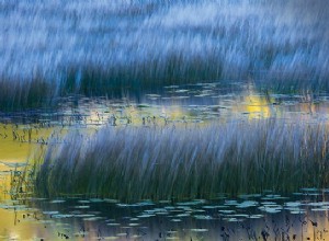 Consejos para la fotografía de otoño:capture impresionantes escenas de otoño | Consejos de expertos 