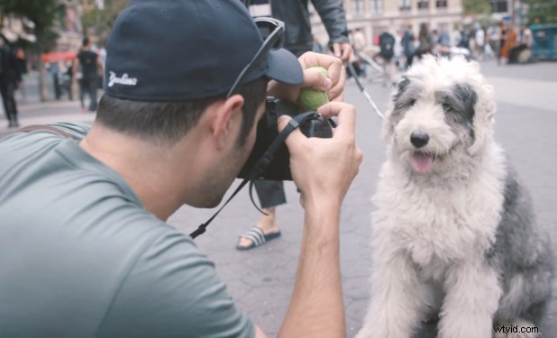 Tips van experts:10 manieren om prachtige hondenportretten vast te leggen 