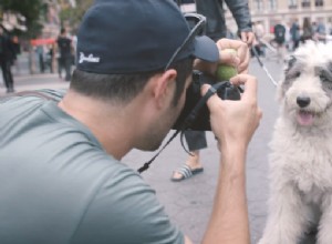 Expert Tips: 10 Ways to Capture Stunning Dog Portraits