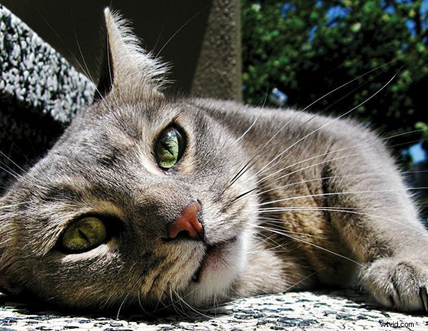 Padroneggiare la fotografia di gatti:suggerimenti e tecniche per scatti straordinari