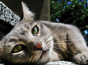 Zvládnutí fotografie koček:Tipy a techniky pro úžasné záběry 