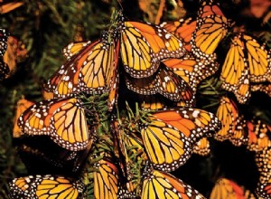 Photographing Monarch Butterfly Migration: A Guide