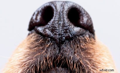 Tips voor huisdierfotografie:creatieve flitstechnieken voor verbluffende dierenportretten