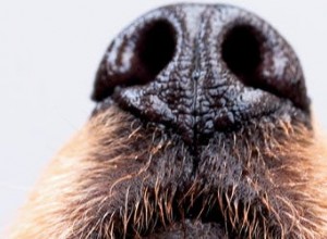 Pet Photography Tips: Creative Flash Techniques for Stunning Animal Portraits