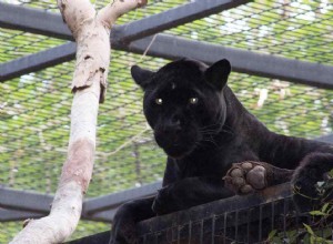 Wildlife Safety: The Dangers of Animal Selfies