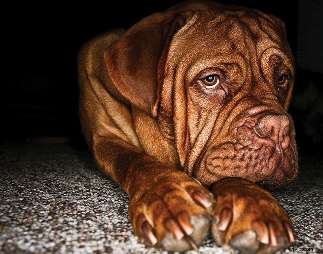 Verbeter uw foto s:fotograferen op ooghoogte voor betere resultaten