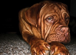 Improve Your Photos: Shooting at Eye Level for Better Results