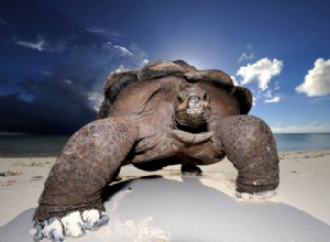 Dominar la fotografía de vida silvestre:estrategias para capturar imágenes excepcionales 