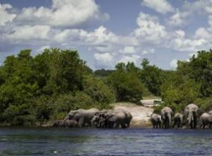 Safari fotográfico en Botswana:imágenes impresionantes e información sobre viajes 