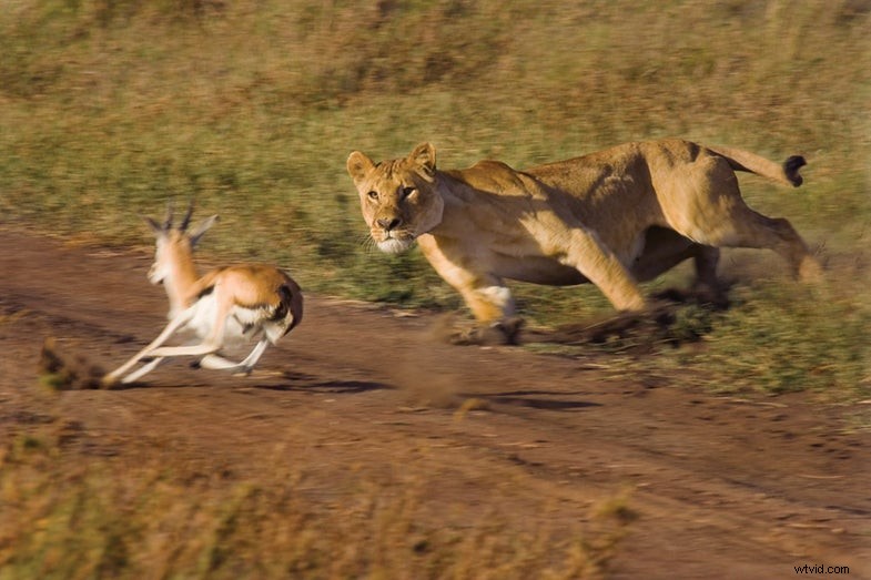 Plan uw droomfotosafari naar Afrika:een uitgebreide gids 