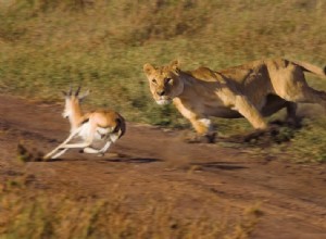 Plan Your Dream Photo Safari to Africa: A Comprehensive Guide