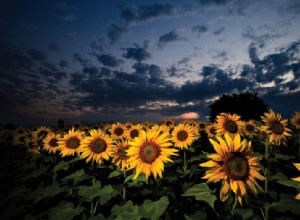 Master Flash Photography: 21 Tips for Stunning Results