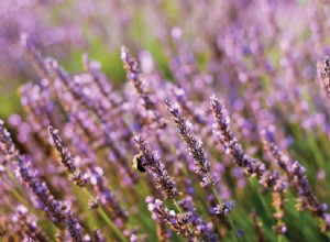 Composition Techniques: Elevate Your Photos with Camera Tilts