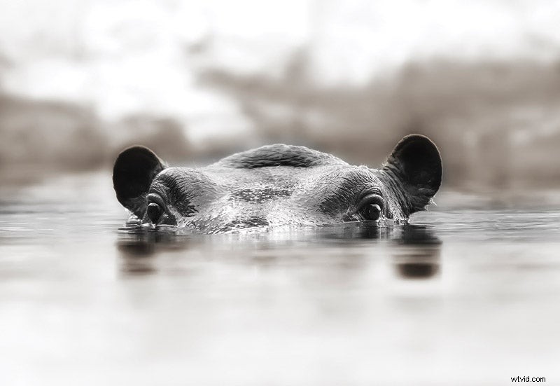 Camerahoeken:fotograferen van hoog naar laag voor betere foto s 
