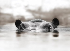 Camera Angles: Shooting From High vs. Low for Better Photos