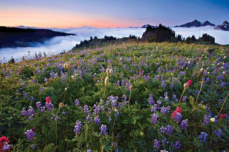Mount Rainier National Park Fotografie:opnamegids voor de late zomer