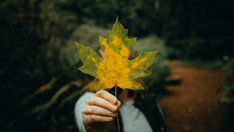 Nadruk op fotografie:technieken en voorbeelden om de kijker te begeleiden 