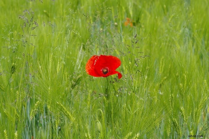 Nadruk op fotografie beheersen:technieken en tips 