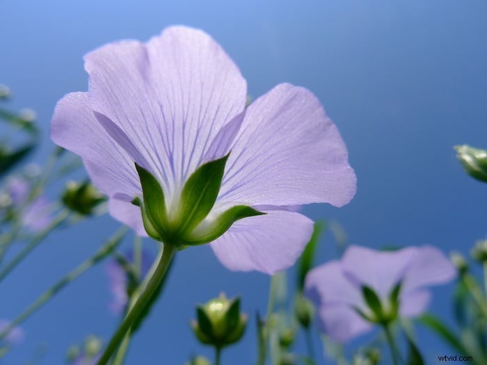 Worm s Eye View-fotografie:een beginnershandleiding voor creatieve hoeken 