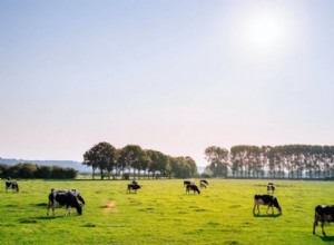 Att bemästra visuell rytm i fotografi:Komposition och berättande 