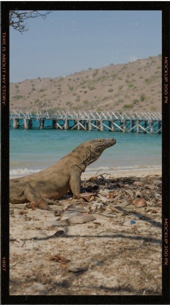 Snapseed Review:krachtige mobiele fotobewerking – is het de moeite waard? 